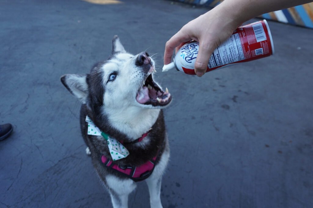 Husky dog being fed whip cream