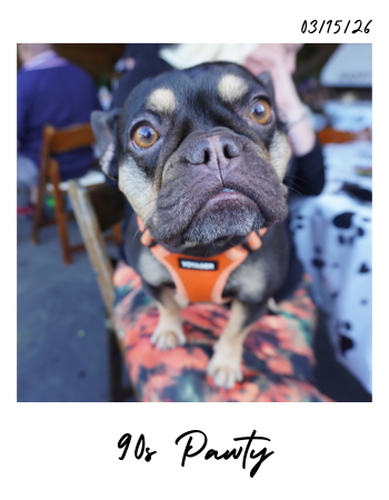 French bulldog picture from Ruffinery's 90s "pawty" in san diego